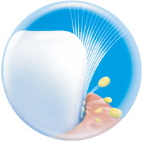 #934 PERFCT Basic PP+TPR  Adult Toothbrush